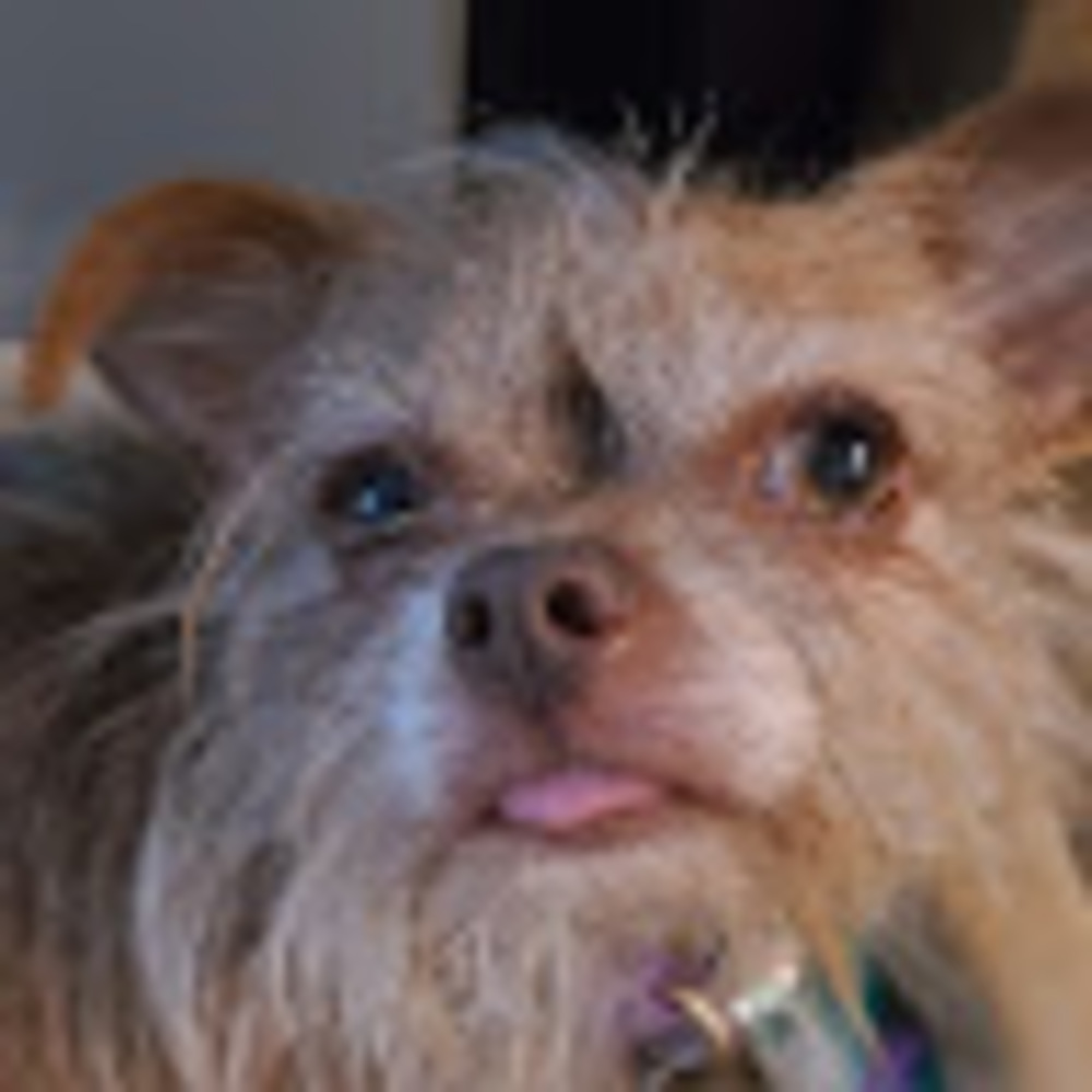 Meet your Posher, Niffer